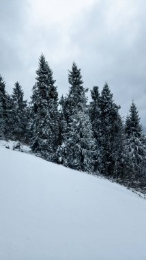 Kış mevsiminde ağaçlarla kaplı karlı orman