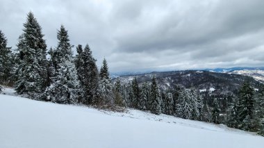 Karla kaplı ağaçlarla kaplı kış manzarası