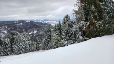 Karla kaplı ağaçlarla kaplı kış manzarası