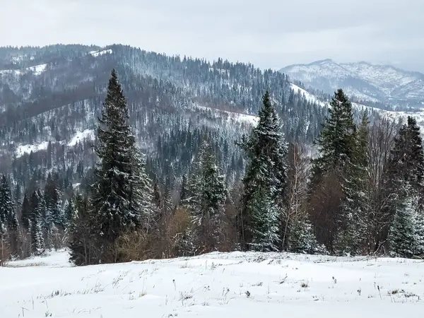 Karlı bir ormanda kış manzarası, Karpatların güzel bir manzarası.