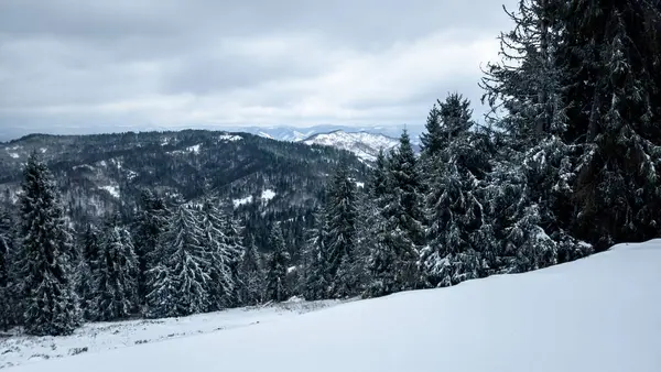 Kışın karla kaplı ağaçlar