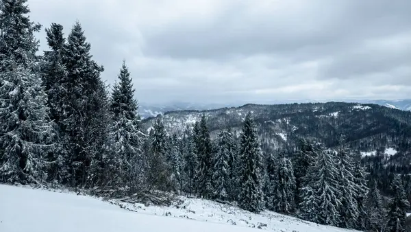 Köknar ağaçları olan karlı kış ormanı