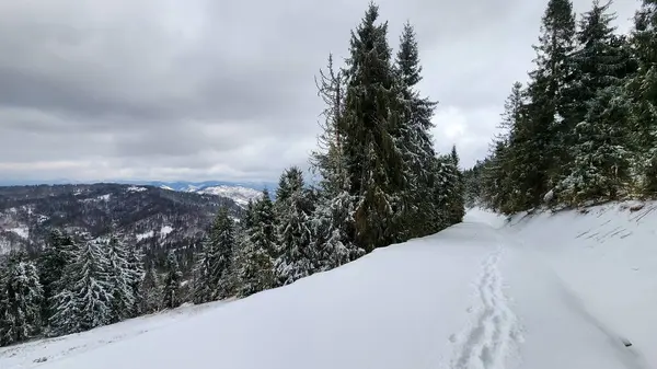 Dağlarda karla kaplı ağaçlar
