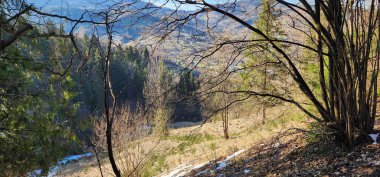 Ormanın güzel manzarası