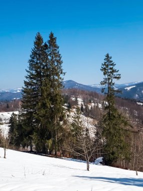 Karla kaplı ağaçlarla kaplı güzel kış manzarası.