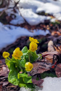 Karda sarı çiçekler