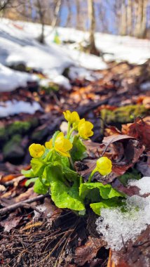 Karda büyüyen sarı çiçekler.