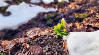 Bahar kardelen çiçekleri karda