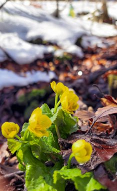 Güzel sarı bahar çiçekleri karlı arka planda.
