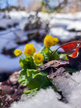 Karda kırmızı çiçek