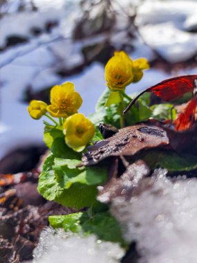 Bahçedeki güzel kırmızı çiçek