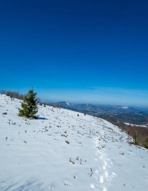 Ormanlı kış dağı manzarası