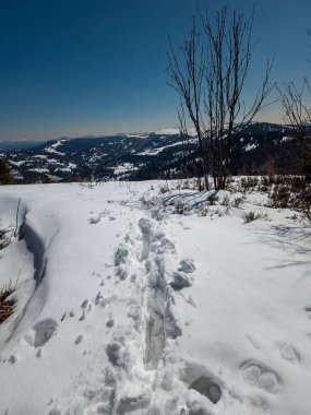 Dağlarda karla kaplı ağaçlarla kaplı güzel bir manzara