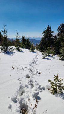 Kar- İtalyan Alpleri 'nin dağlarındaki ağaçlar