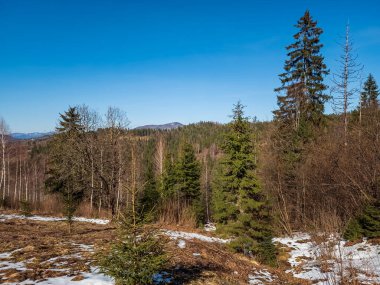 Ormanı ve güzel gökyüzü olan bahar manzarası