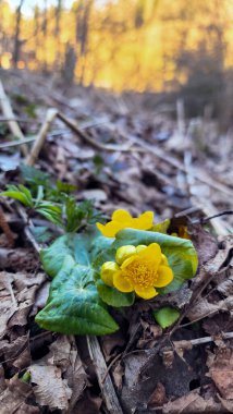 Yerde sarı yapraklar