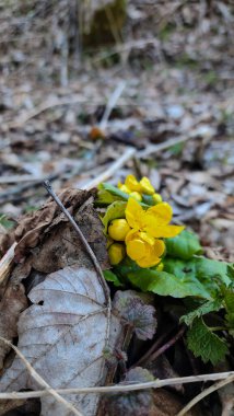 Ormanın arka planında bahar çiçekleri.