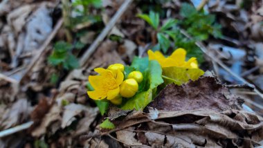 Ormanda sarı çiçekler