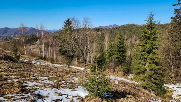 Güneşli bir günde dağları olan cila ormanlarının güzel kış manzarası..