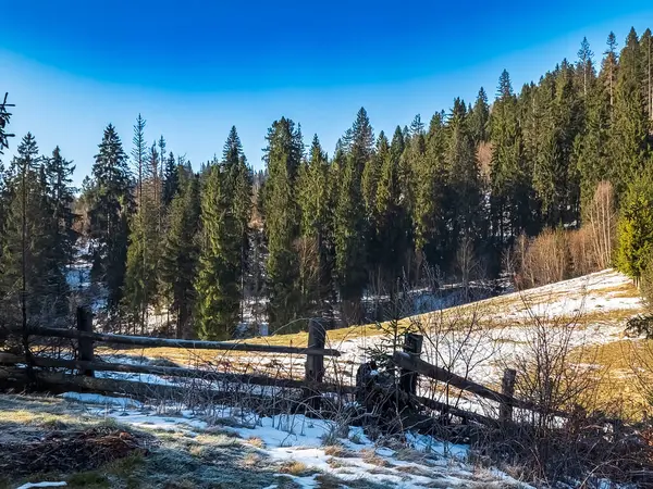 kış manzara orman ağaçları ile