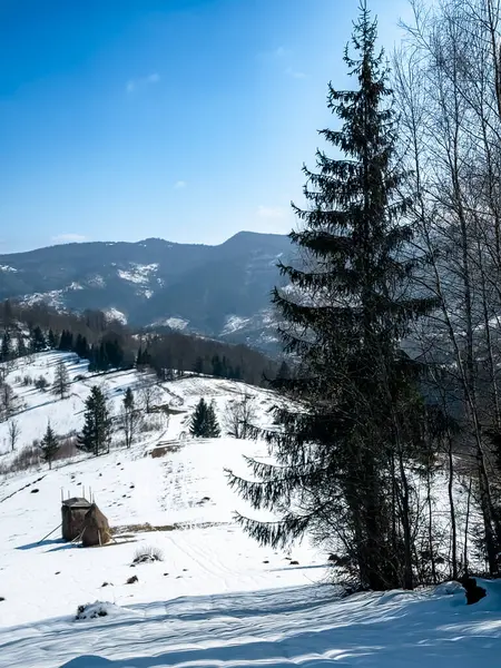 Ağaçlı güzel kış manzarası