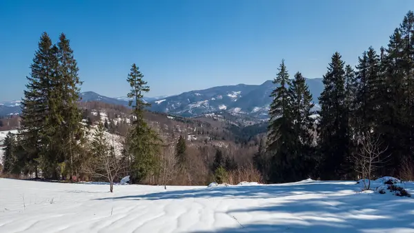 Karla kaplı ağaçlarla kaplı kış manzarası