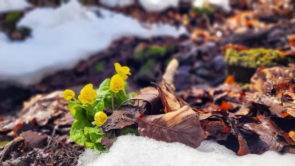 Bahar ormanının arka planında, karda sarı çiçekler.