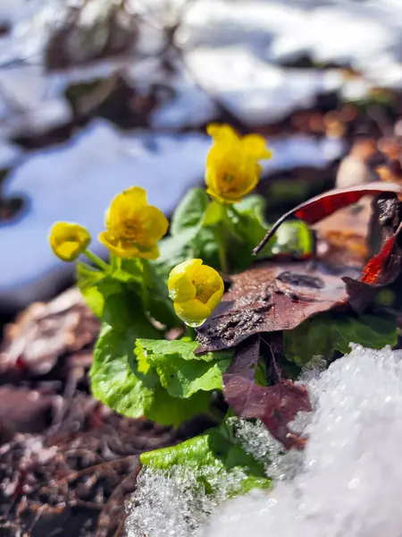 Bahçede bahar çiçekleri