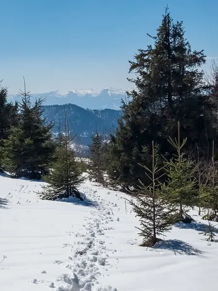 Karla kaplı ağaçlarla kaplı kış manzarası