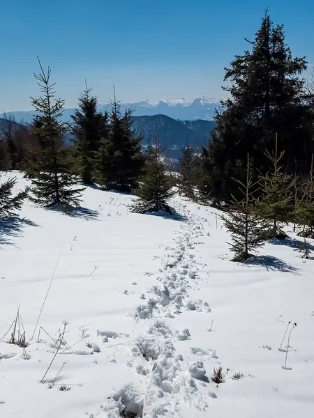 Kışın karlı orman.