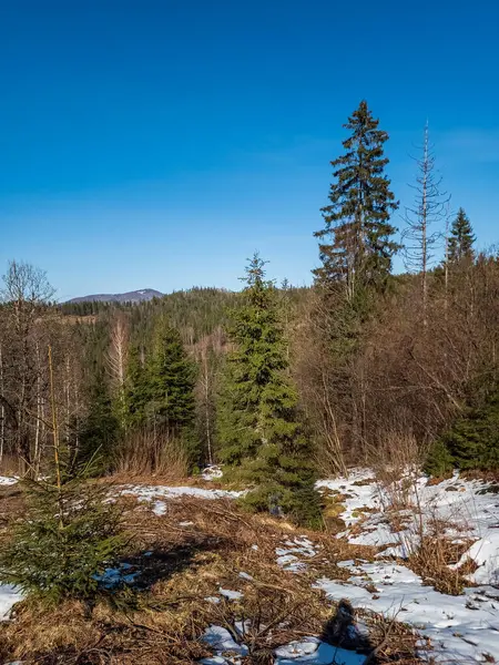 Güzel kış ormanı karla kaplı ağaçlarla