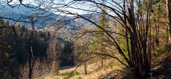 Ağaçlar ve ormanlarla dolu güzel bir manzara.