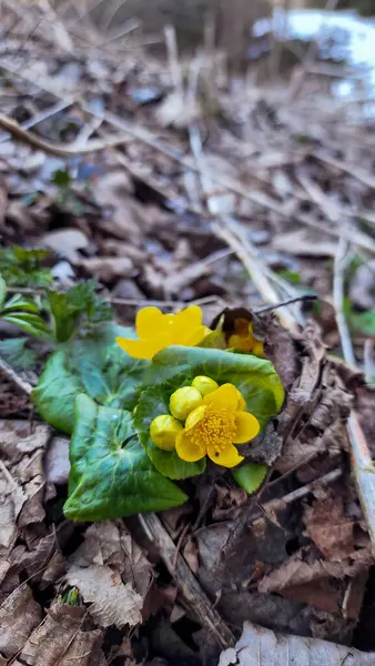 Bahçedeki sarı çiçekler