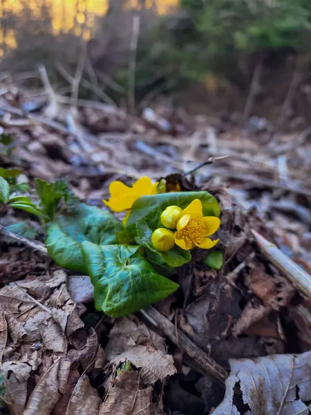 Ormanda sarı çiçek