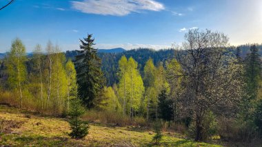 Yeşil orman ve bulutlu mavi gökyüzü