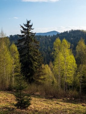 Gündüz vakti yeşil ormandaki bir ağacın dikey görüntüsü.