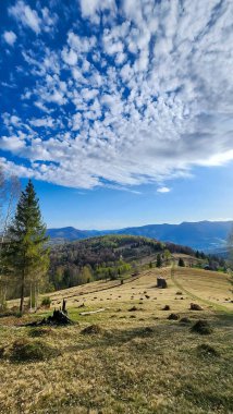 Güneşli bir günde güzel bir sonbahar ormanının manzarası