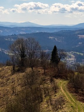 Ormanın güzel manzarası