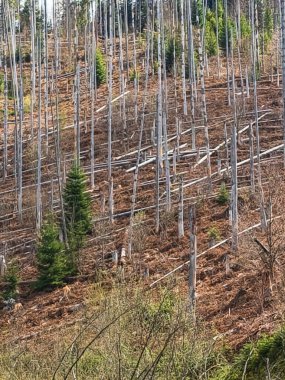 Ormanda bir ağaç gövdesi