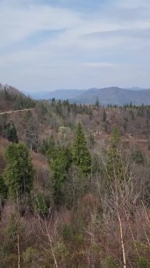 Ormanın güzel manzarası