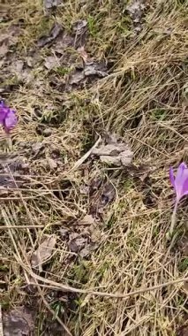 bahar mor çiçekleri yerde.