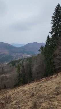 Ormanın güzel manzarası