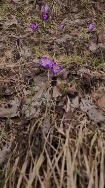 Çimlerin üzerinde bahar çiçekleri