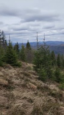 güzel dağ manzarası ile orman