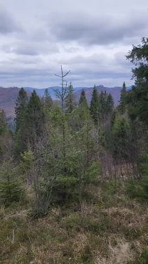 Ormanda yeşilliklerle çevrili bir dağın dikey görüntüsü.