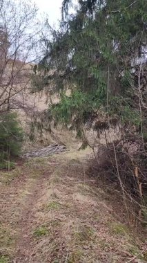 Ormanda bir ağacı olan güzel bir manzara.