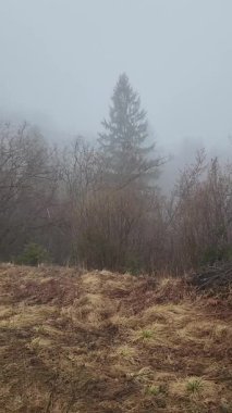 Sabahleyin ormanda sis var.