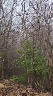 foggy autumn morning in the forest