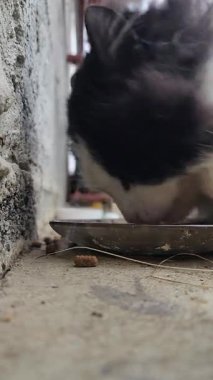 Sokaktaki kedi, kedi maması.