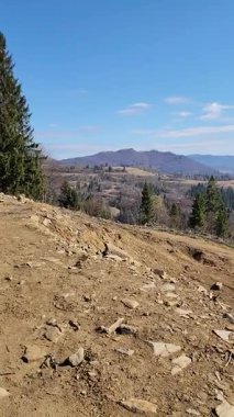 Güneşli bir günde güzel bir orman görüntüsü.